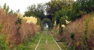 tunel vegetal arboles uribelarrea